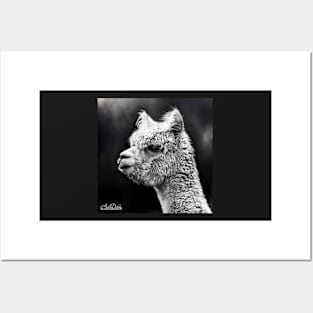 LLAMA LIFE Posters and Art